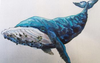 Un 1er croquis de la baleine est ensuite colorisé à l'aquarelle